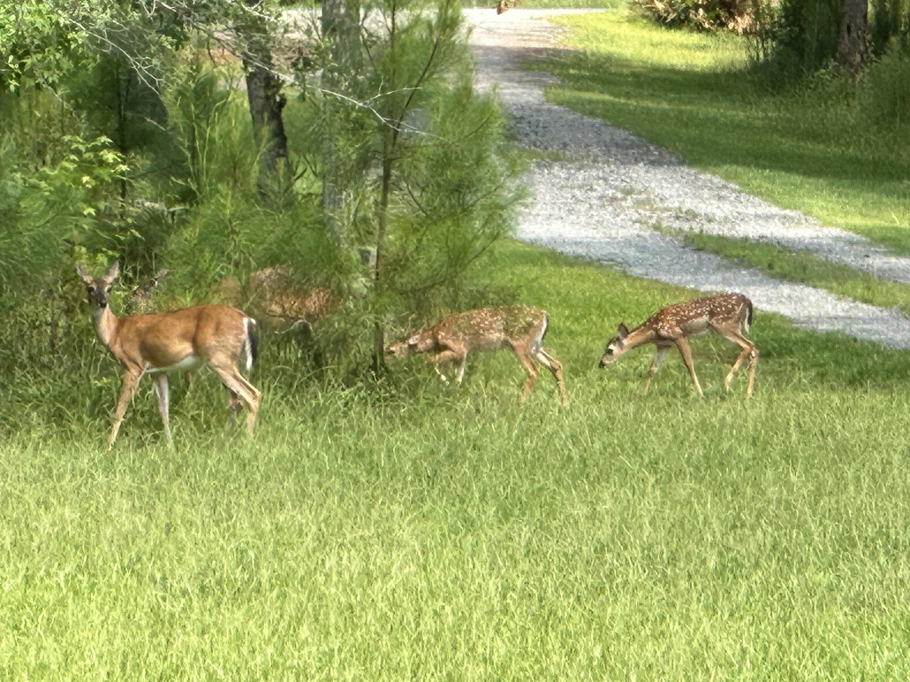 1030 Burlington Road Walterboro, SC 29488 - Photo 53 of 64 deer