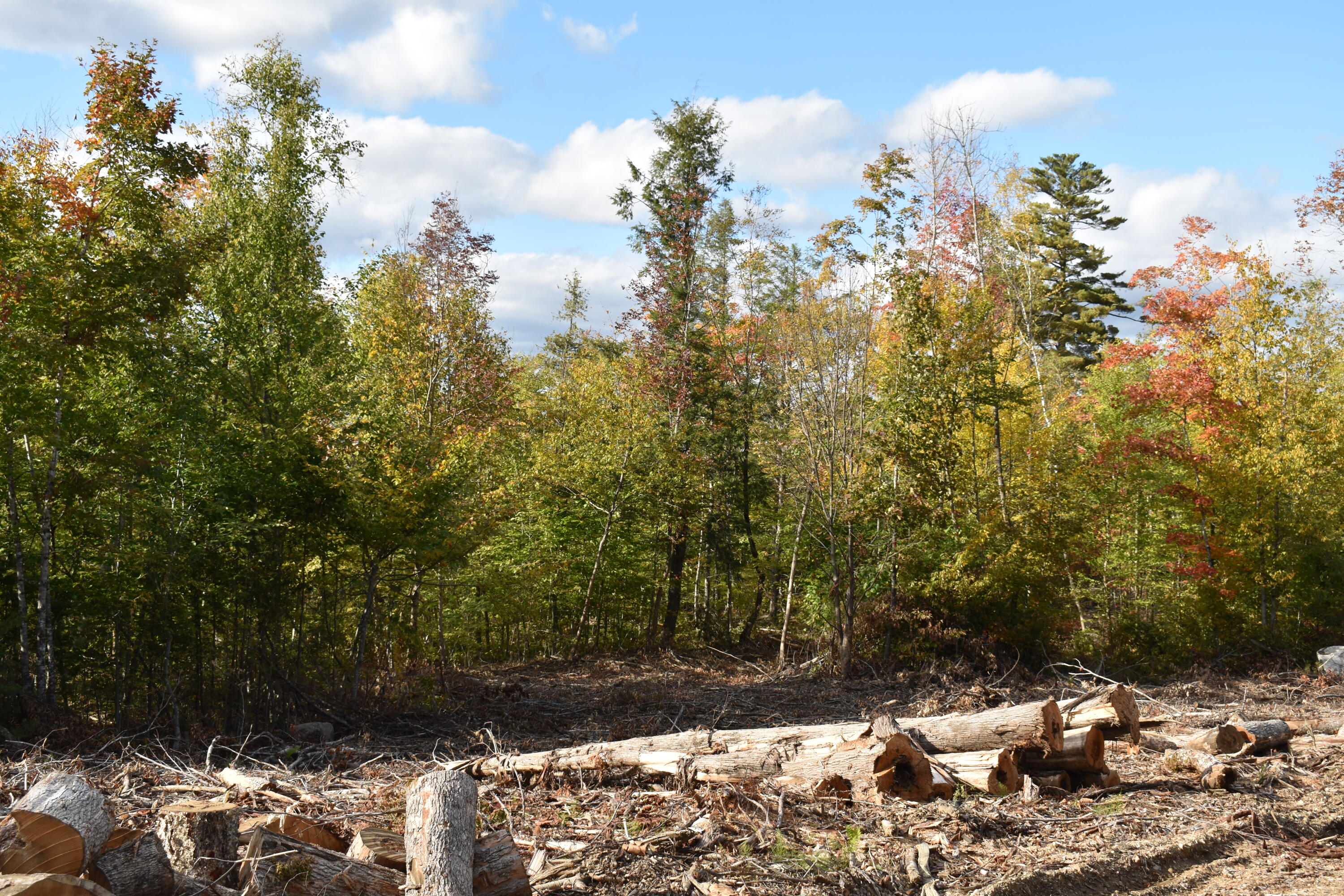 Off Off Clear Cut Lodge Road Springfield, ME 04487 - Photo 12 of 16 DSC_0071
