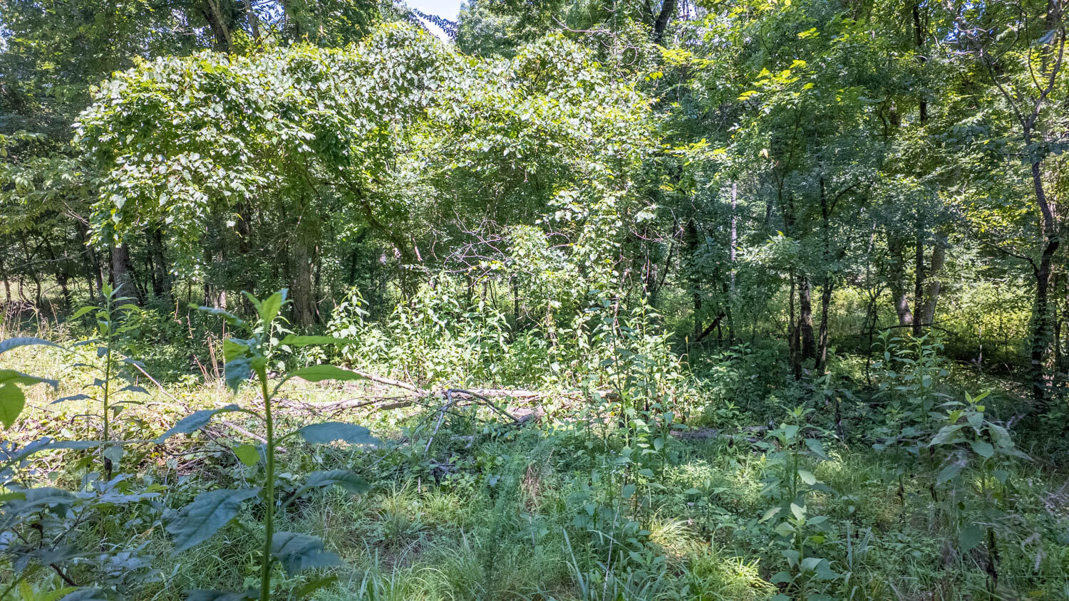 10824 Upper Janes Creek Road Ravenden, AR 72459 - Photo 14 of 79 93 acre hunting property007