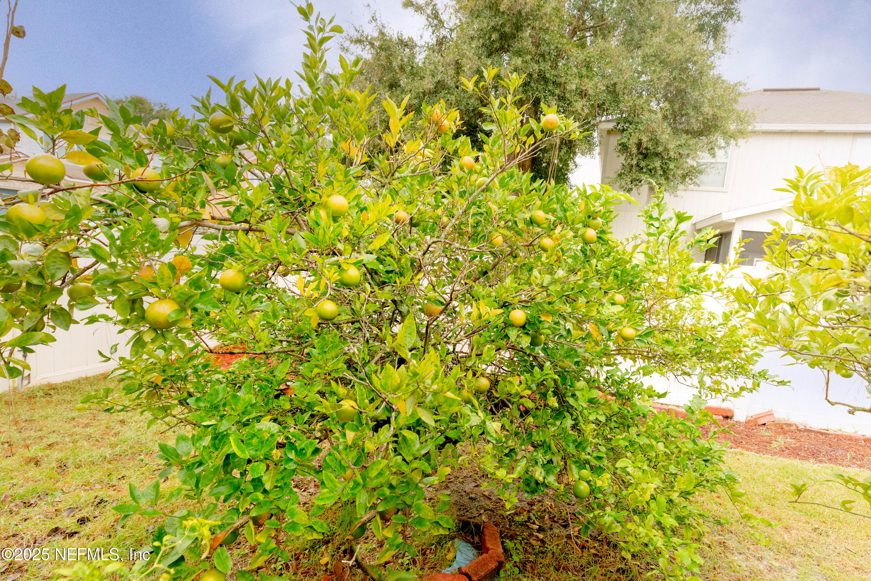 211 Amber Ridge Road Jacksonville, FL 32218 - Photo 24 of 39 a view of a bunch of flowers