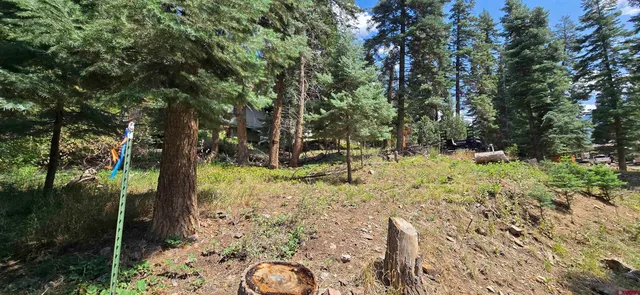 a view of a yard with plants