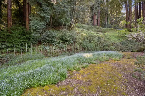 a view of a lush green forest