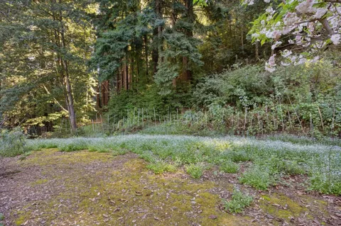 a view of a yard with a tree