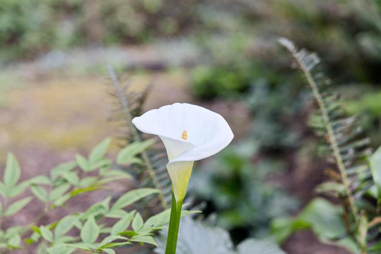 188 Martinez Road Woodside, CA 94062 - Photo 27 of 30