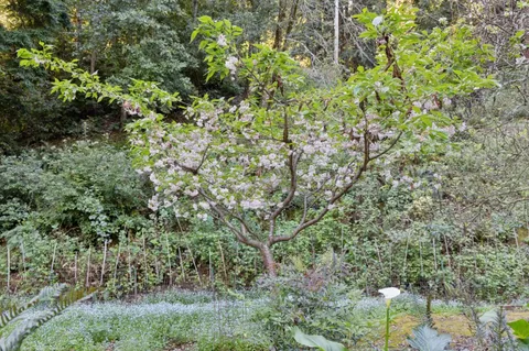 a view of a lush green forest
