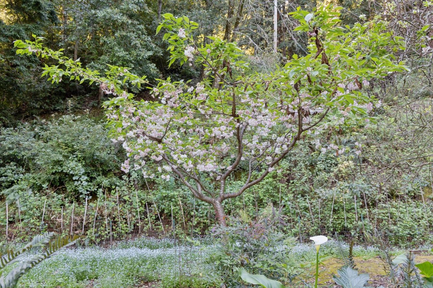 188 Martinez Road Woodside, CA 94062 - Photo 28 of 30