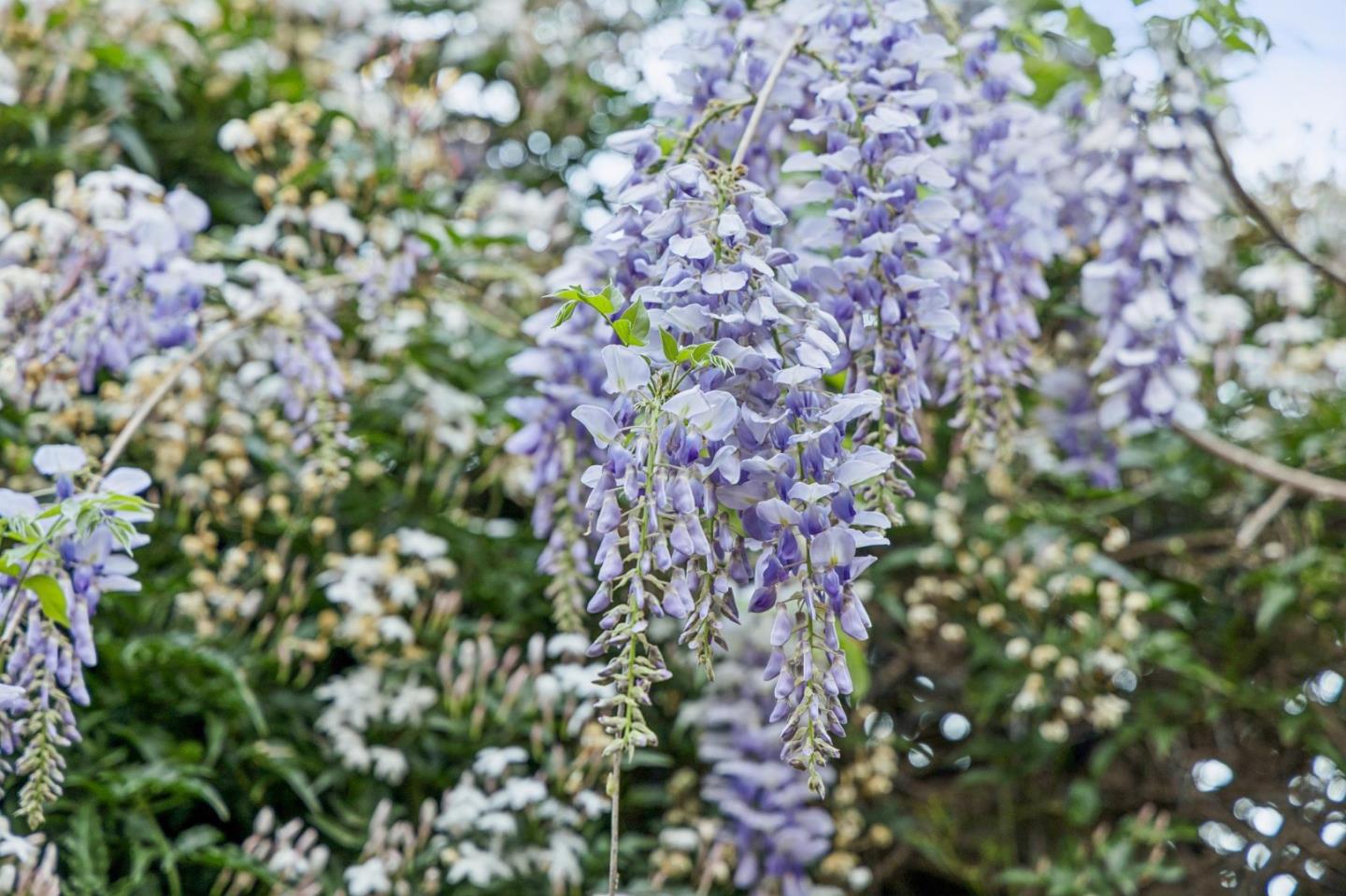 188 Martinez Road Woodside, CA 94062 - Photo 29 of 30