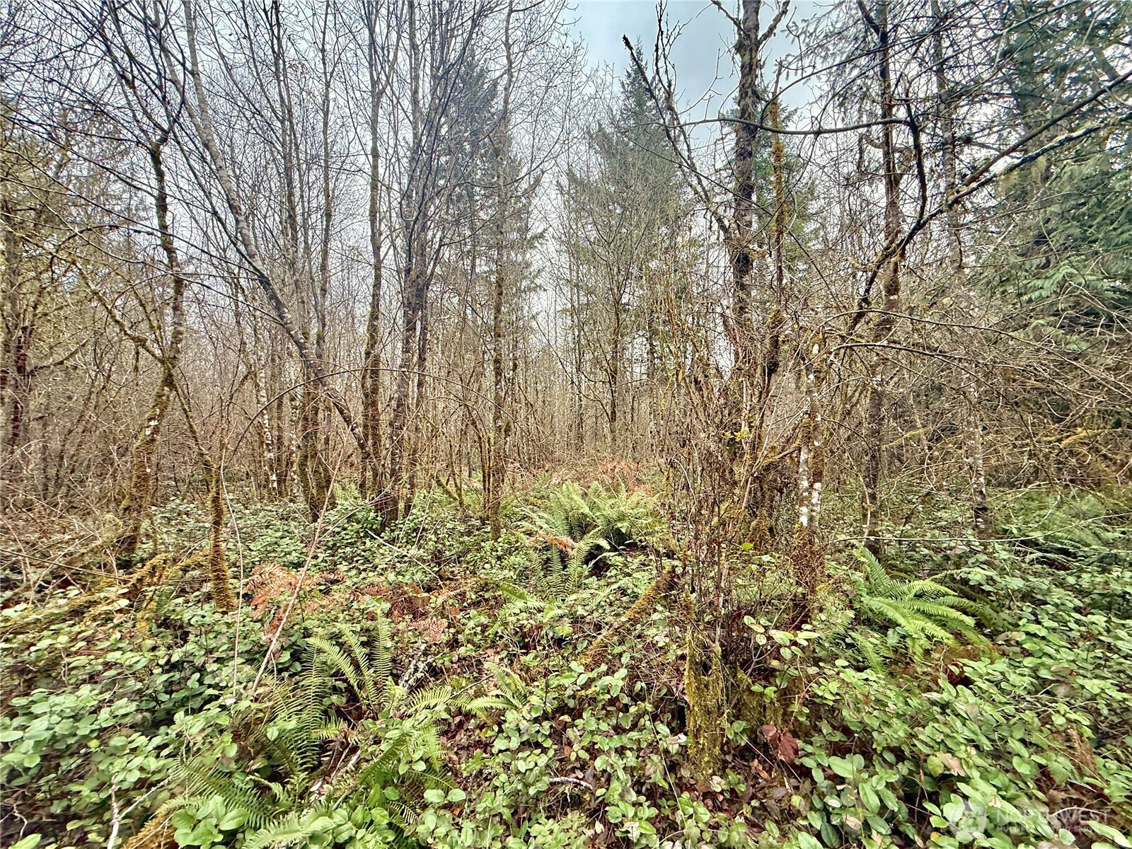 298 Boone Road Toledo, WA 98591 - Photo 12 of 40 a view of a yard with a tree