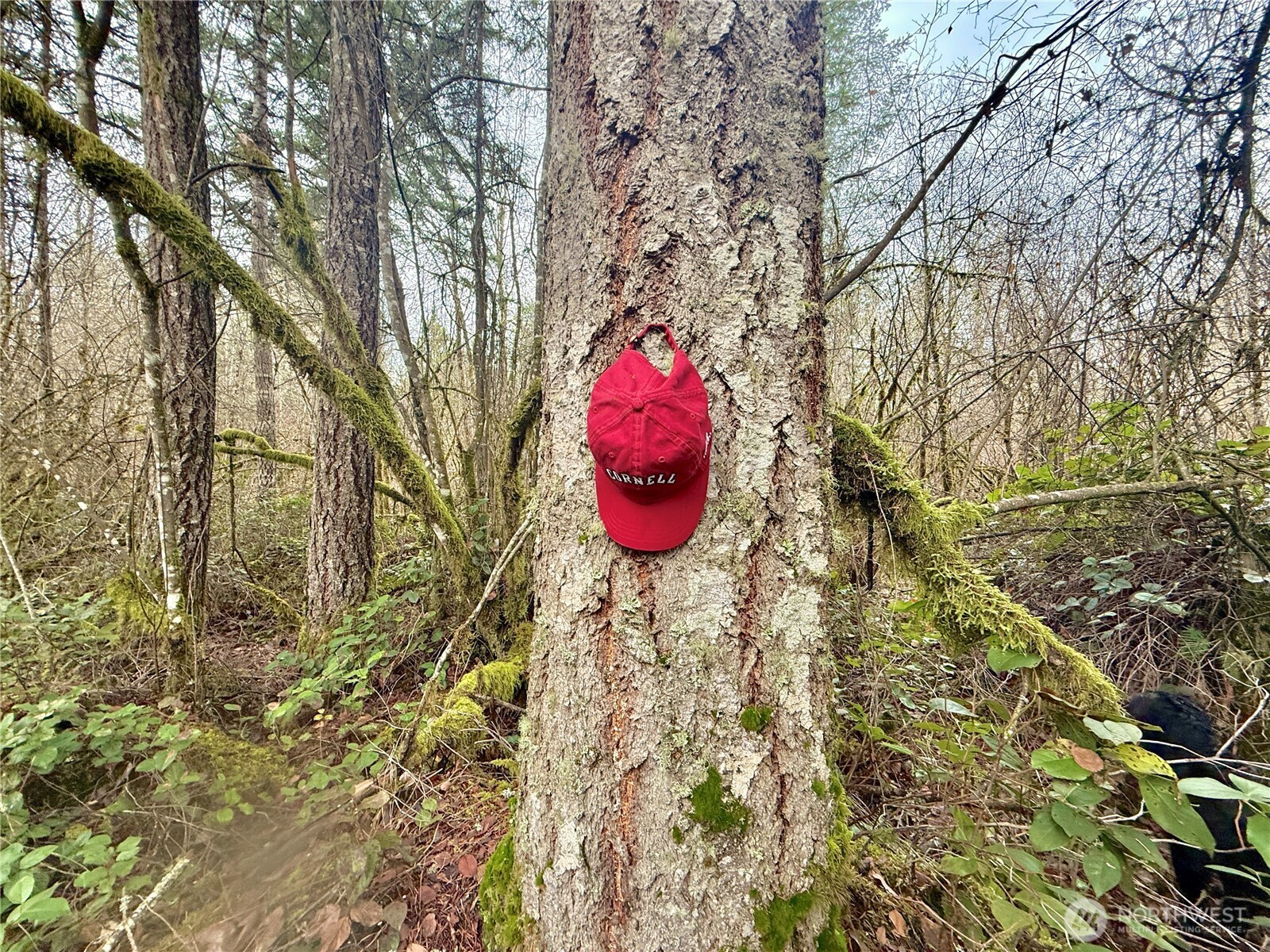 298 Boone Road Toledo, WA 98591 - Photo 12 of 40