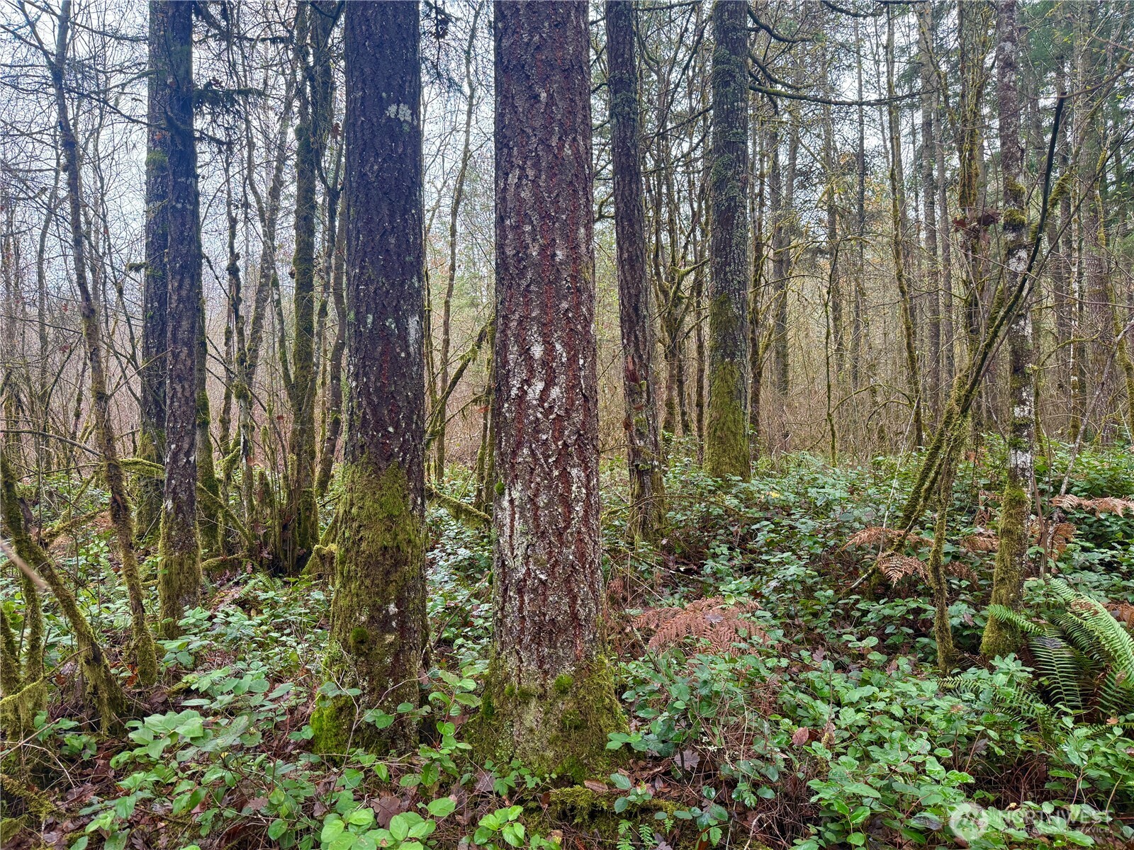 298 Boone Road Toledo, WA 98591 - Photo 21 of 40 a close up of a plant in a garden
