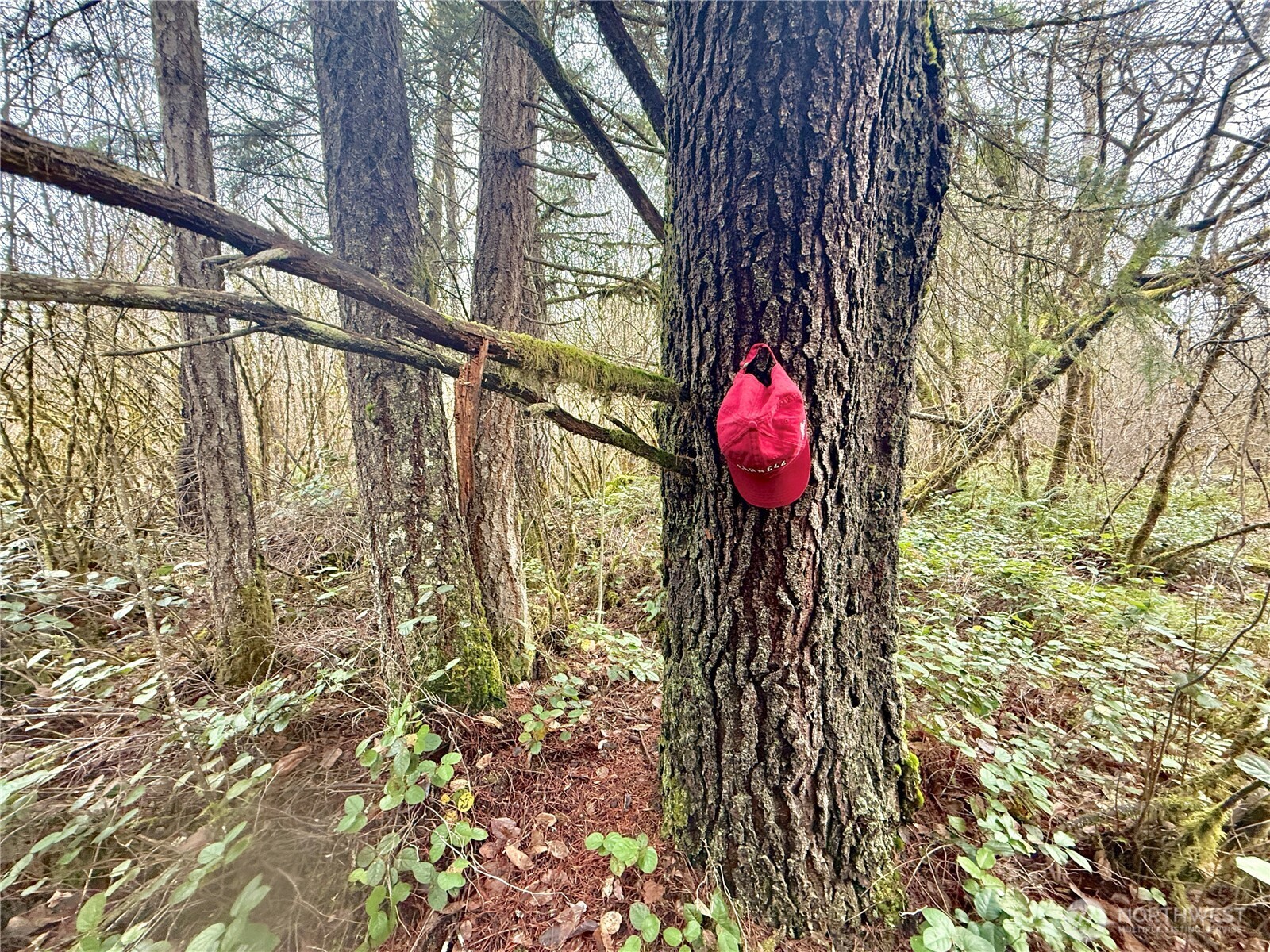298 Boone Road Toledo, WA 98591 - Photo 22 of 40 a view of swimming pool with a tree