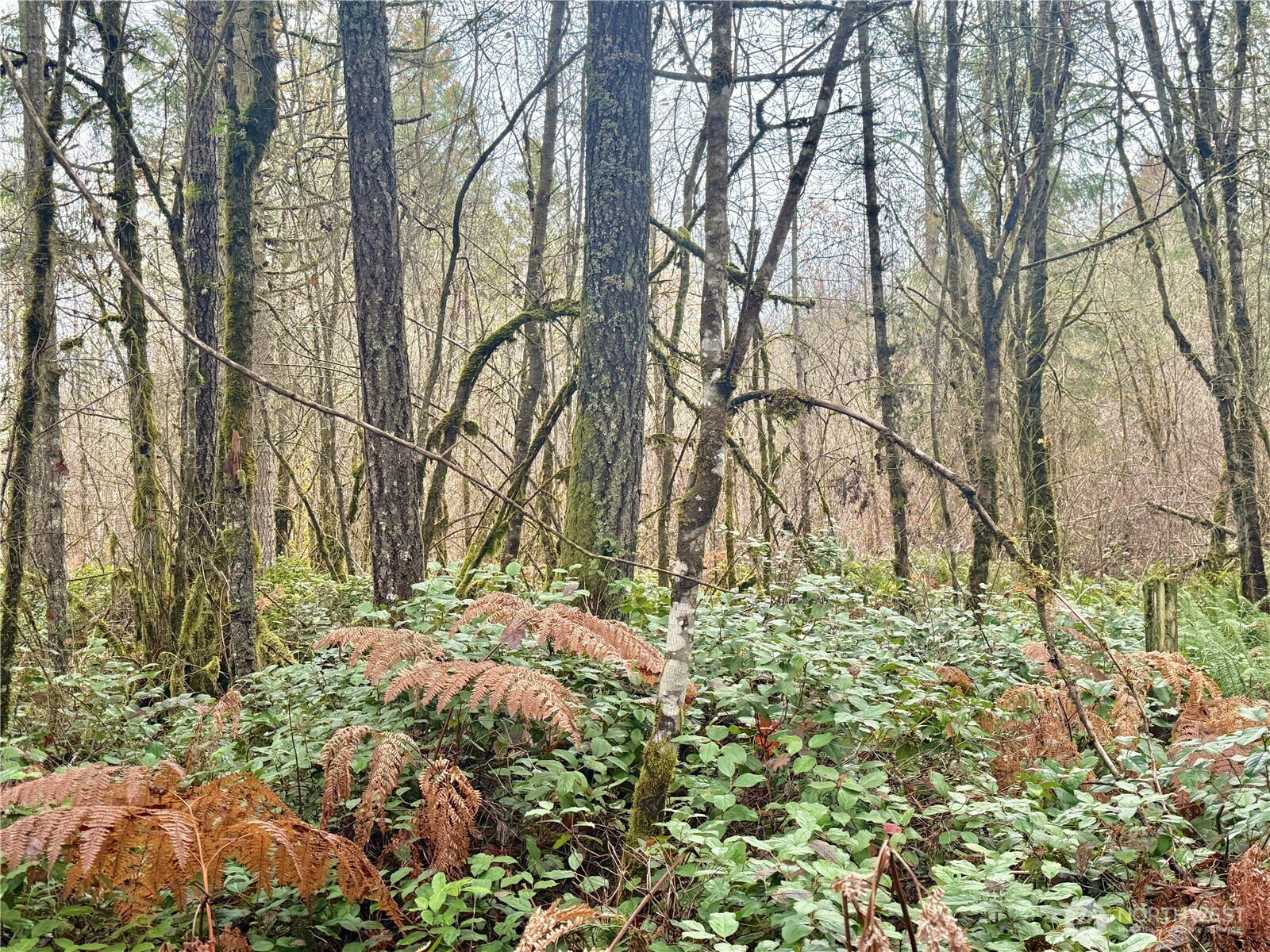 298 Boone Road Toledo, WA 98591 - Photo 23 of 40