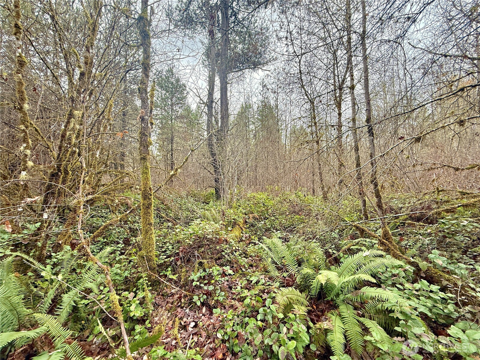 298 Boone Road Toledo, WA 98591 - Photo 24 of 40 a view of a yard with a tree