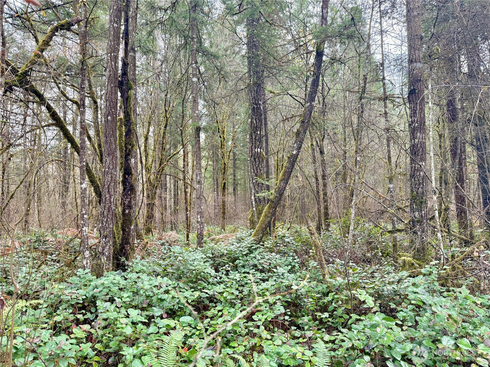 298 Boone Road Toledo, WA 98591 - Photo 24 of 40