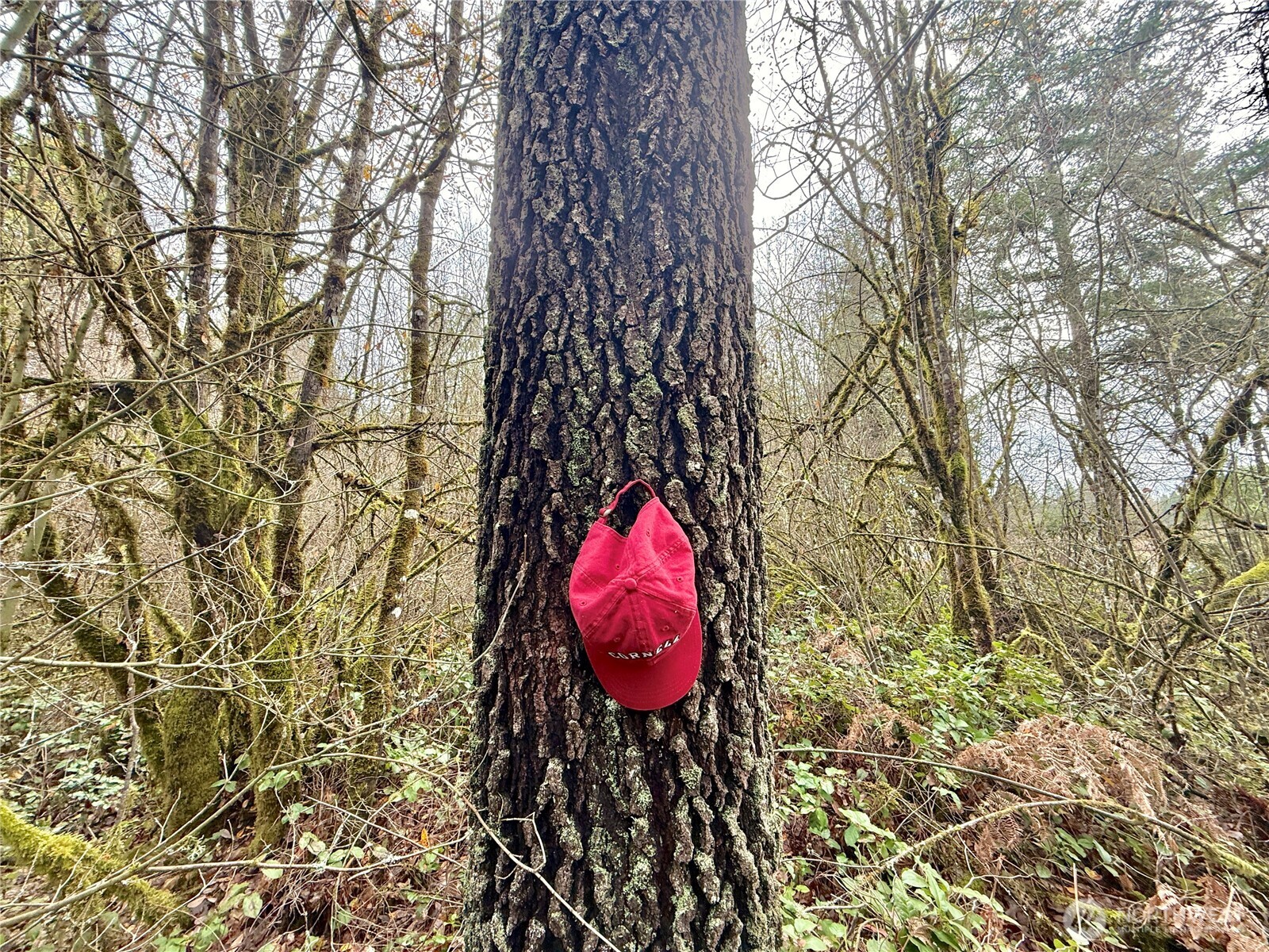 298 Boone Road Toledo, WA 98591 - Photo 25 of 40