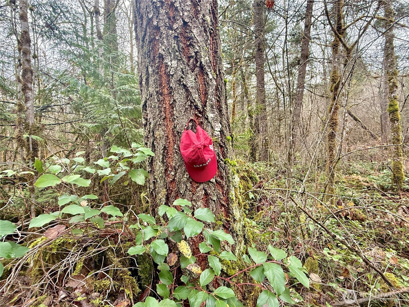 298 Boone Road Toledo, WA 98591 - Photo 31 of 40