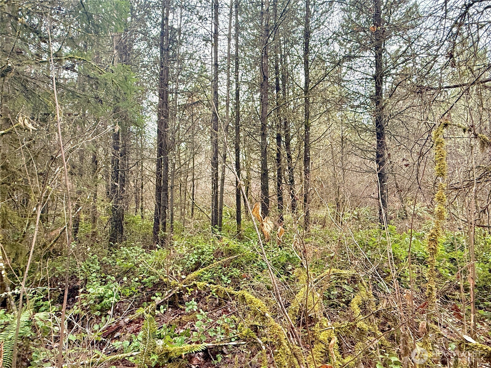 298 Boone Road Toledo, WA 98591 - Photo 32 of 40