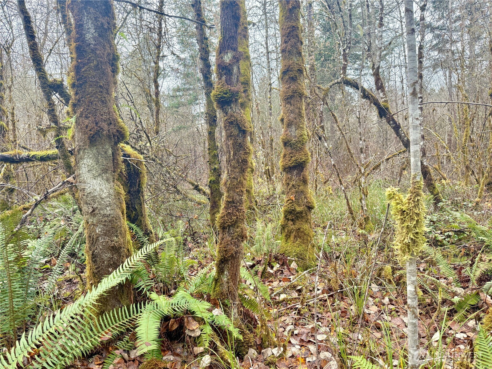 298 Boone Road Toledo, WA 98591 - Photo 34 of 40