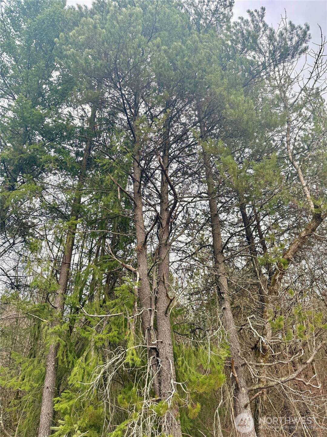 298 Boone Road Toledo, WA 98591 - Photo 36 of 40