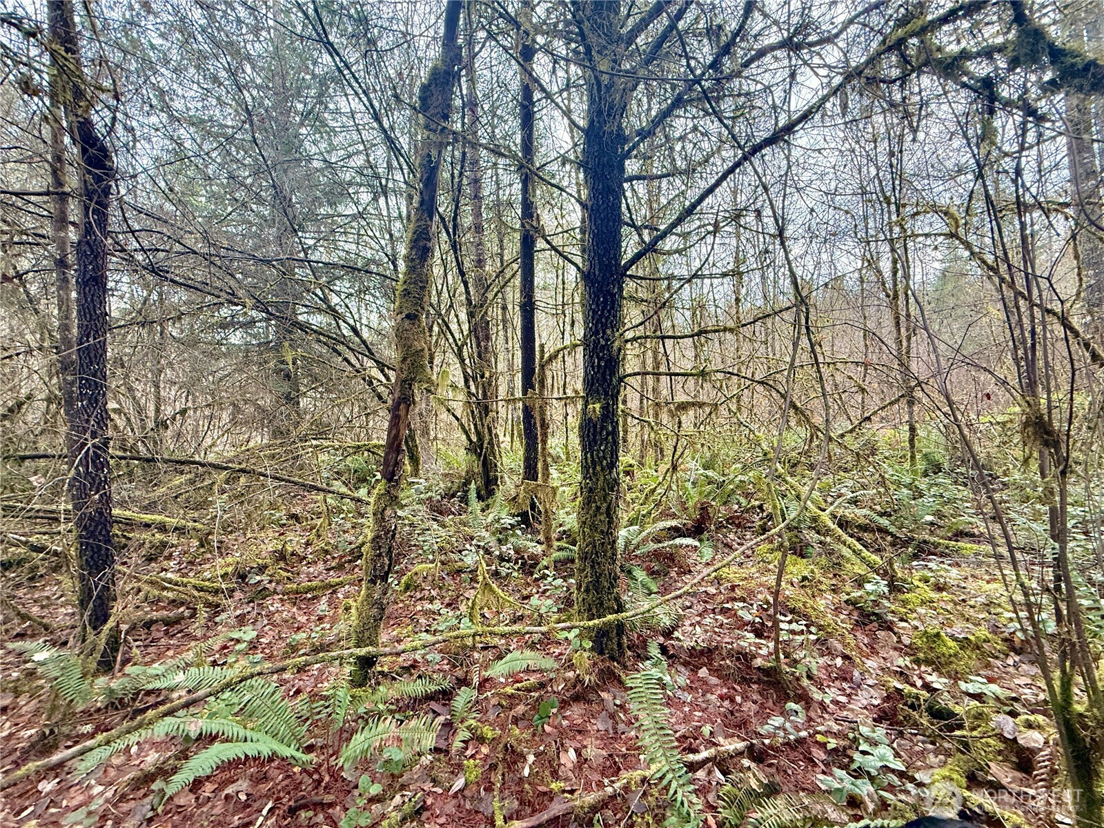 298 Boone Road Toledo, WA 98591 - Photo 36 of 40