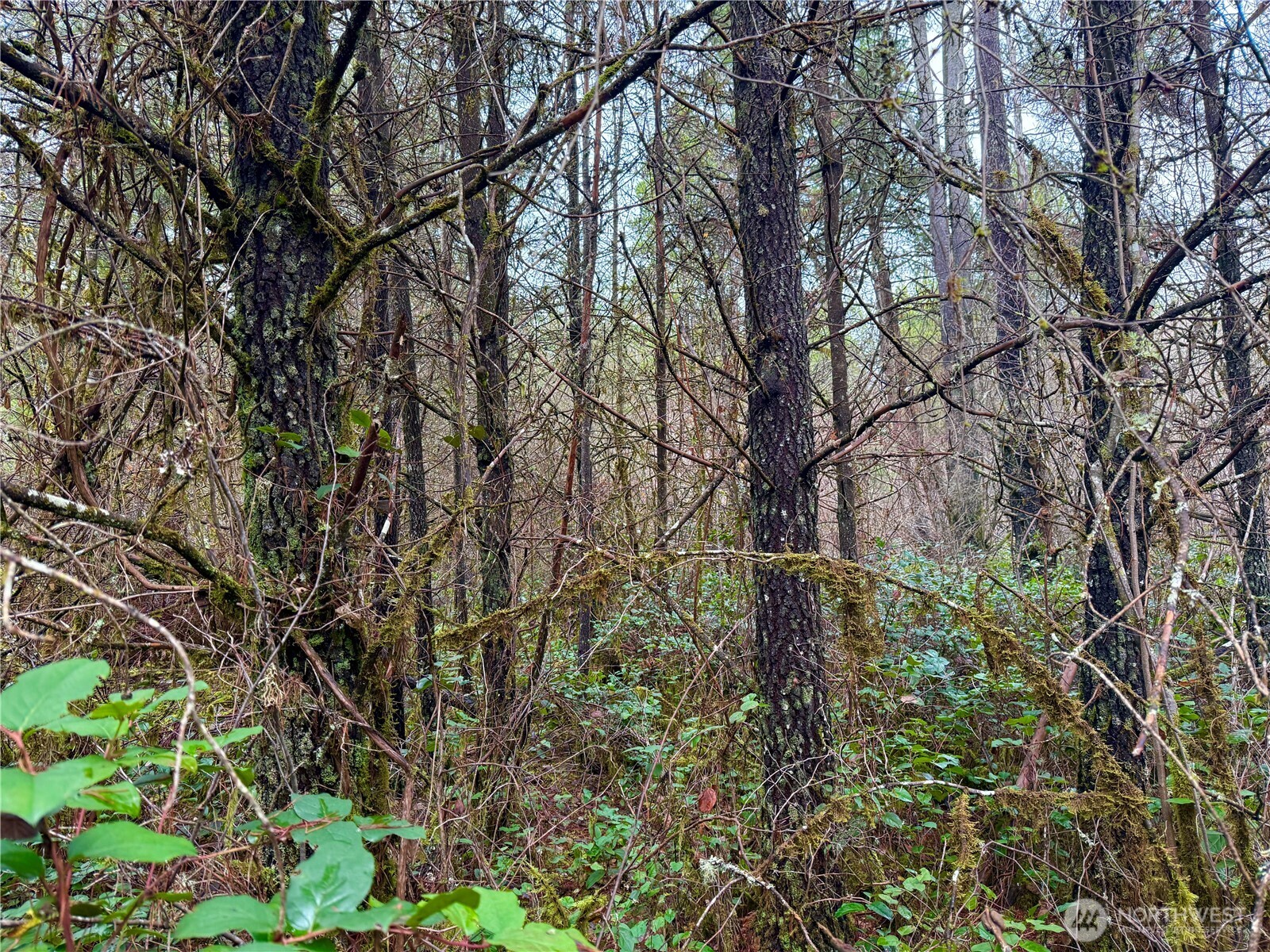 298 Boone Road Toledo, WA 98591 - Photo 37 of 40 a backyard of a house with lots of green space