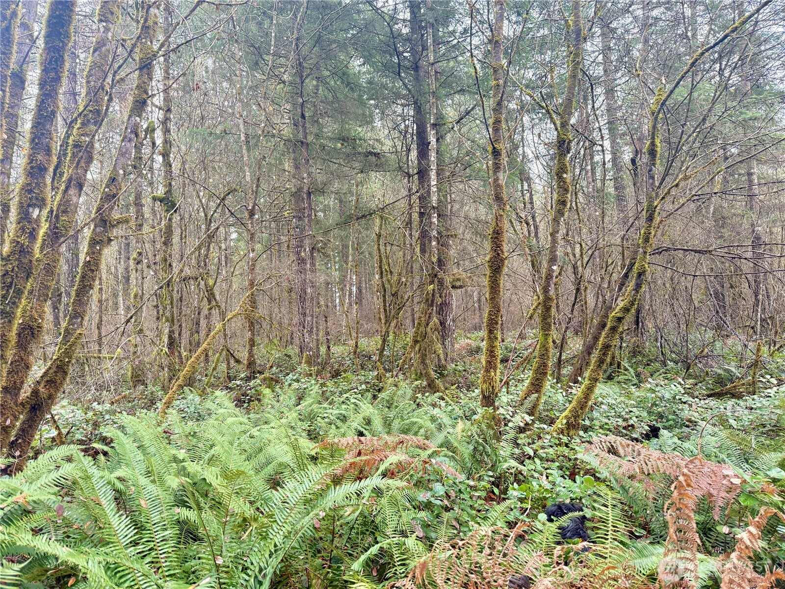 298 Boone Road Toledo, WA 98591 - Photo 38 of 40 a view of small yard