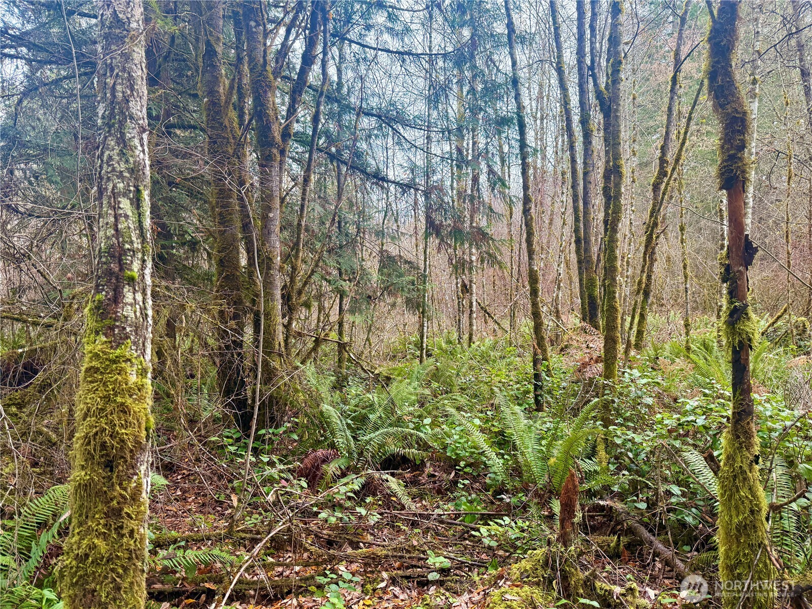 298 Boone Road Toledo, WA 98591 - Photo 4 of 40