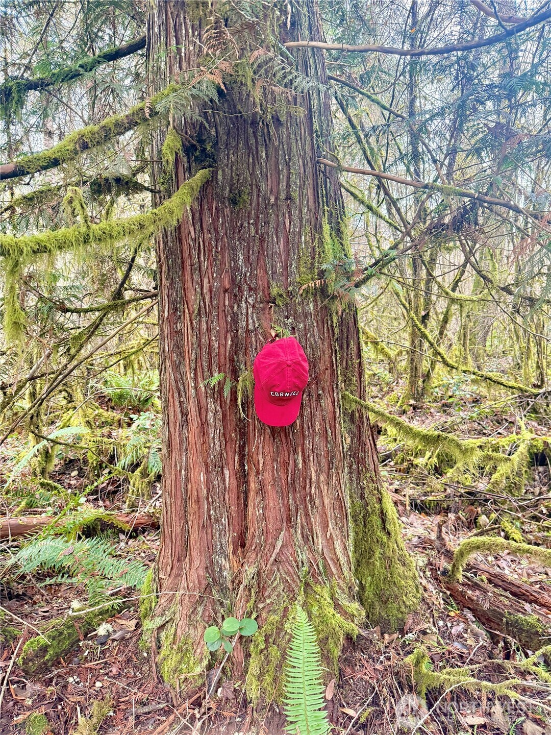 298 Boone Road Toledo, WA 98591 - Photo 5 of 40