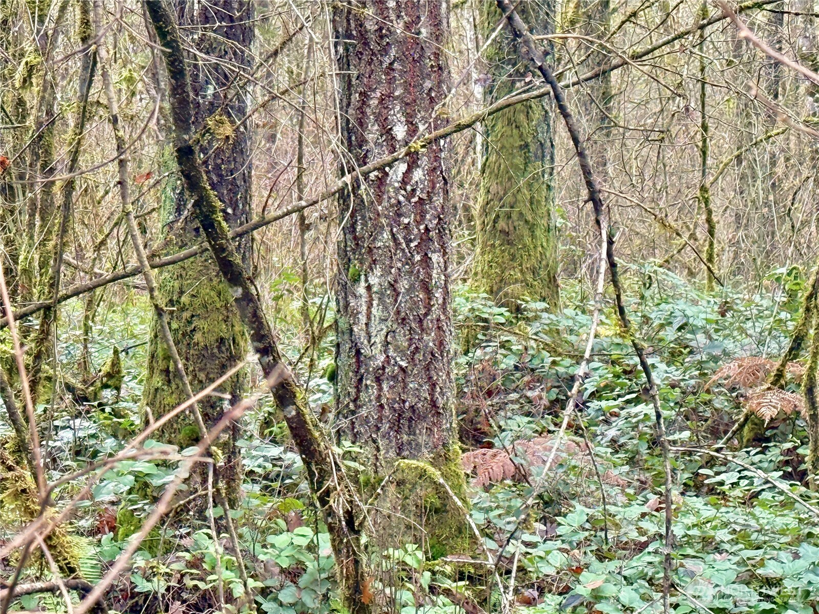 298 Boone Road Toledo, WA 98591 - Photo 10 of 40