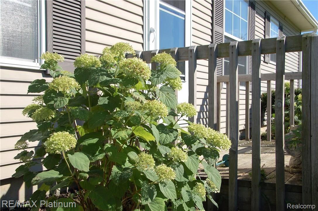 9208 North Nicholson Road Fowlerville, MI 48836 - Photo 24 of 24 Beautiful Hydrangeas