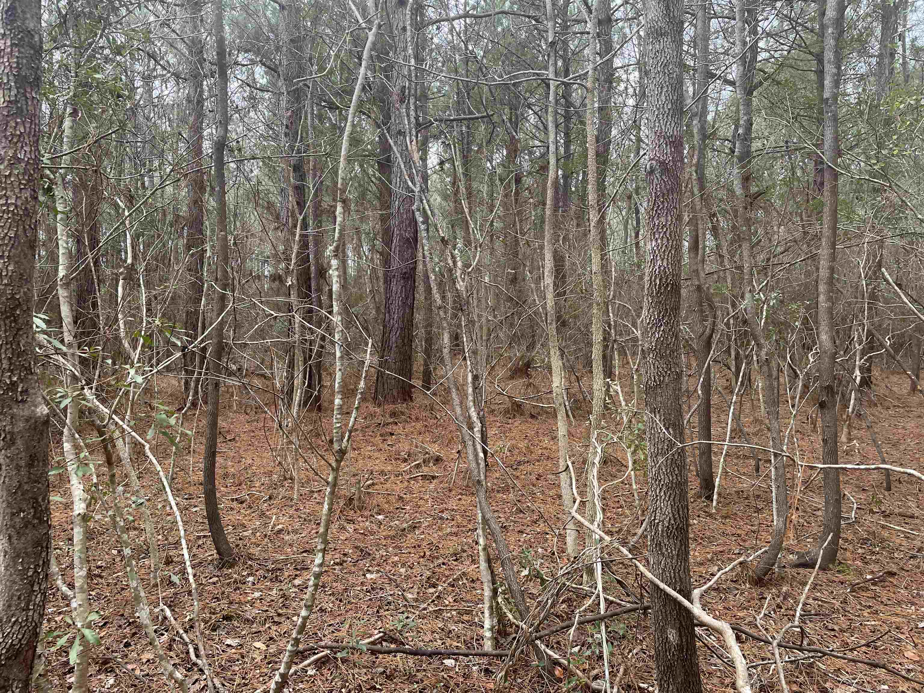 Tbt Harrison Road Salters, SC 29590 - Photo 3 of 6