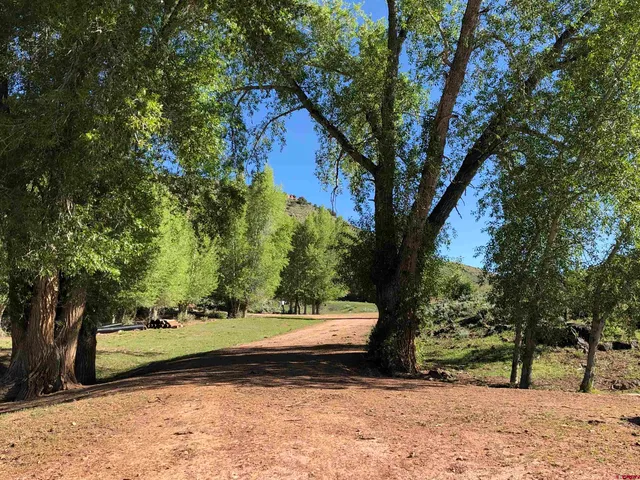a view of a yard with plants and a large tree