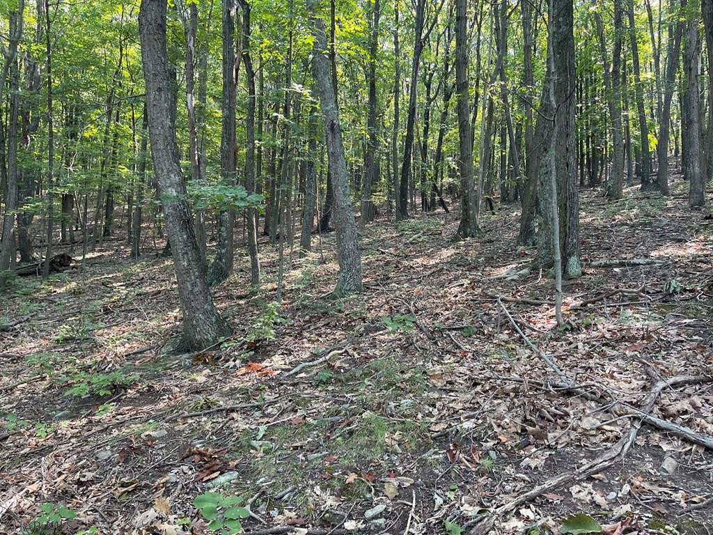 Lot 8 Rice Road Clearville, PA 15535 - Photo 2 of 13 a view of a forest with trees in the background