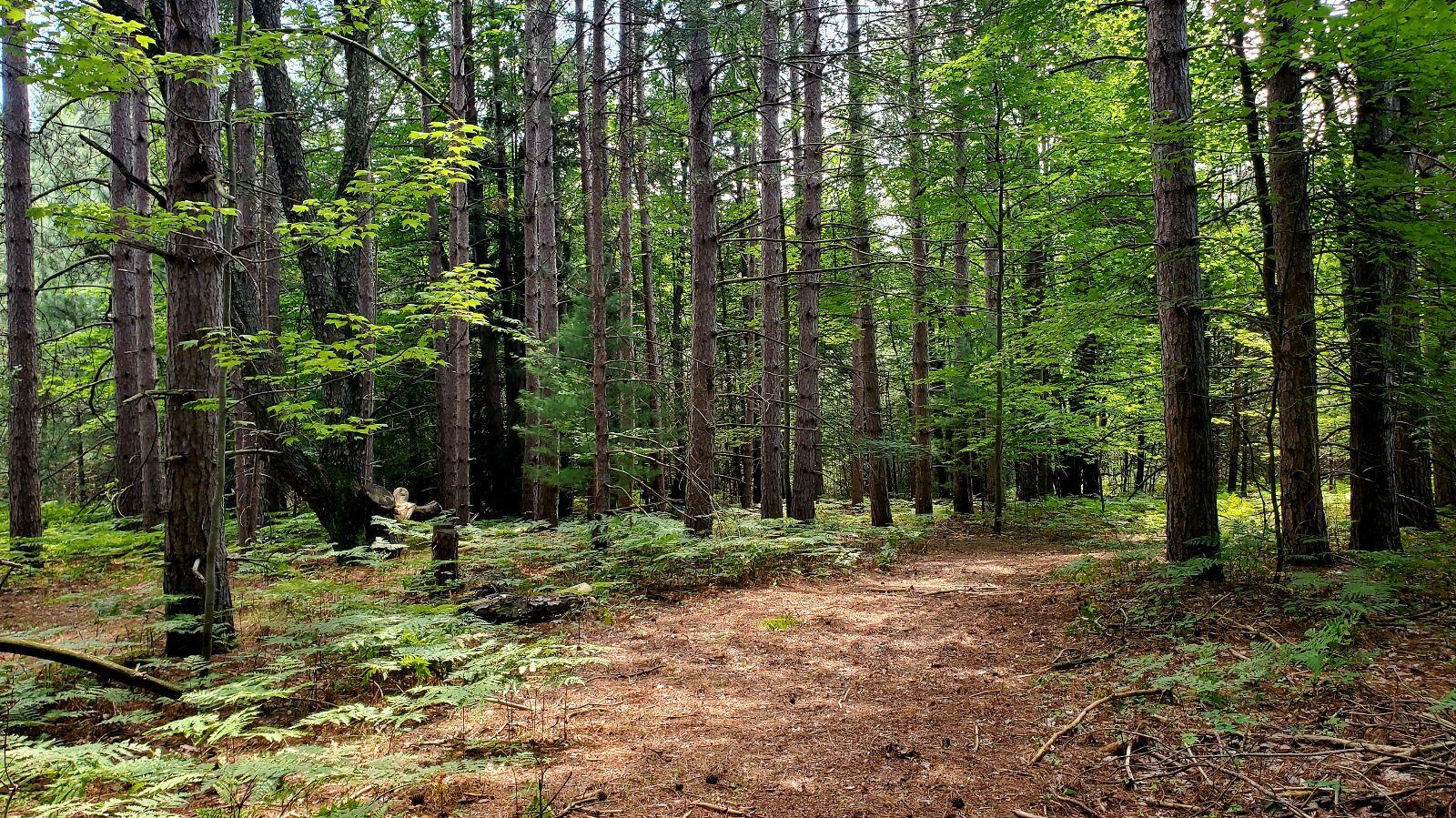 0 Creamery Road Kaleva, MI 49645 - Photo 12 of 28 unnamed (6)