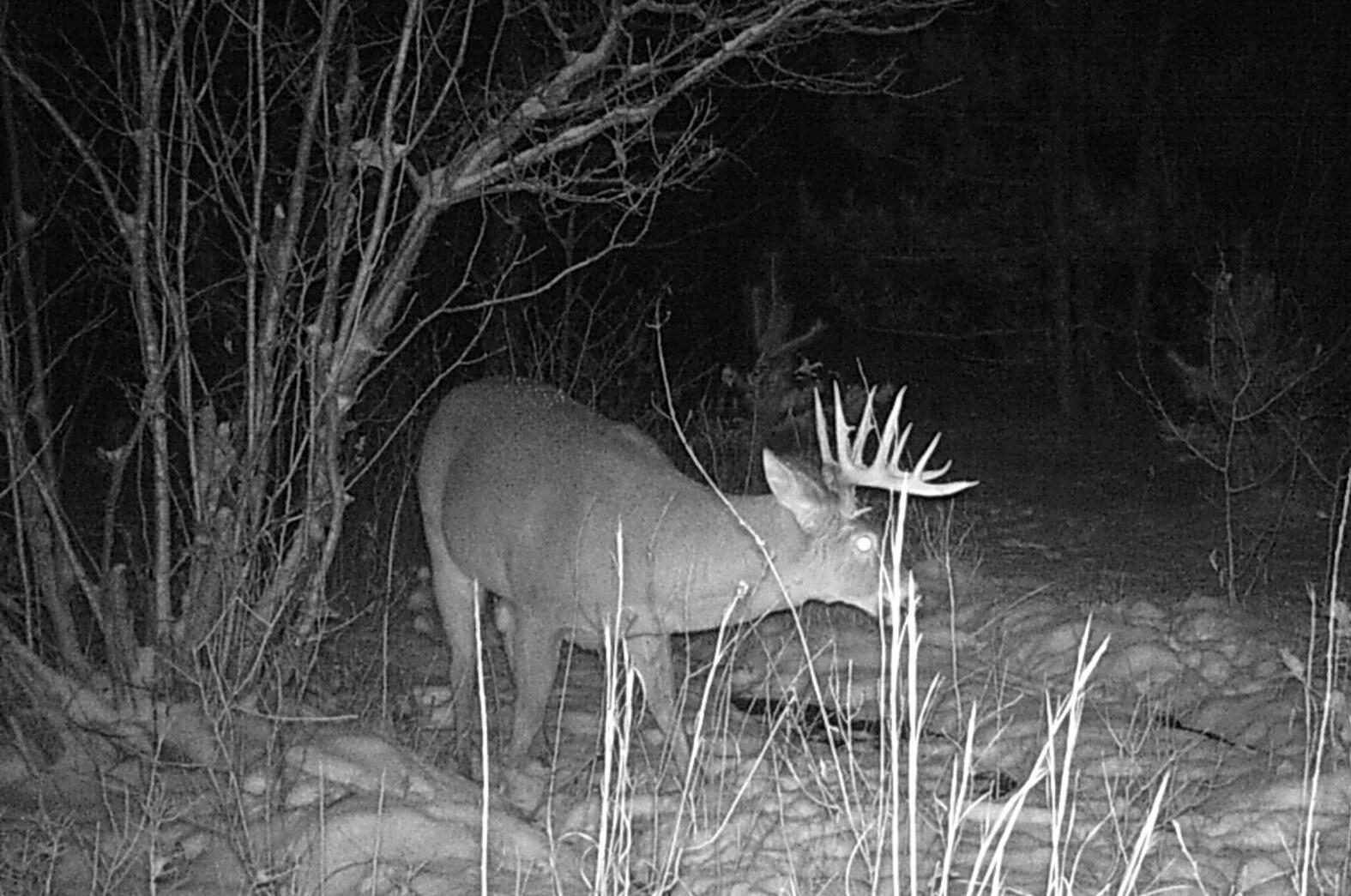 0 Creamery Road Kaleva, MI 49645 - Photo 18 of 28 Mr Big_side (2)