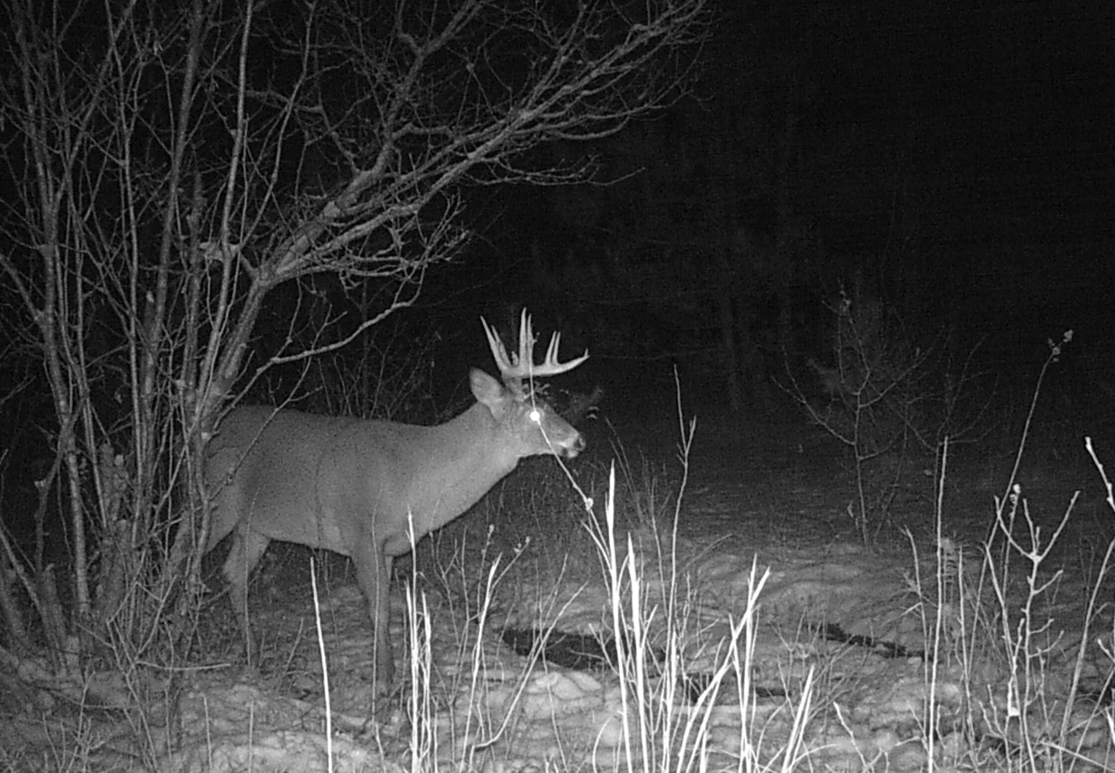 0 Creamery Road Kaleva, MI 49645 - Photo 19 of 28 big boy 2