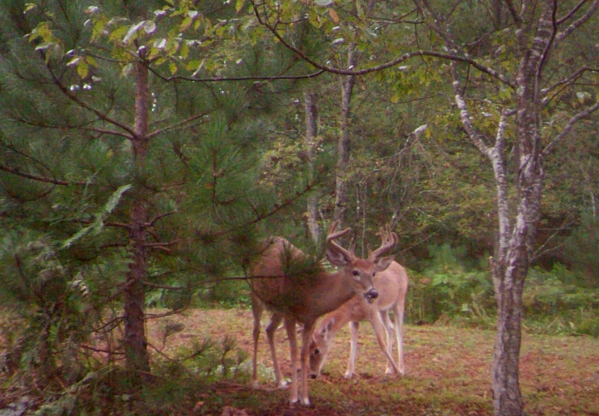 0 Creamery Road Kaleva, MI 49645 - Photo 20 of 28 August velvet buck