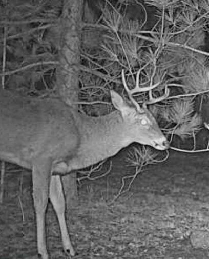 0 Creamery Road Kaleva, MI 49645 - Photo 23 of 28 unnamed (13)