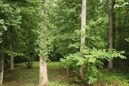 159 Floyd Road Forsyth, GA 31029 - Photo 22 of 31 a plant of lots of trees