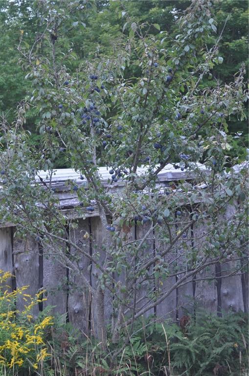 41 Town Road Lagrange, ME 04453 - Photo 8 of 23 PLUMS!