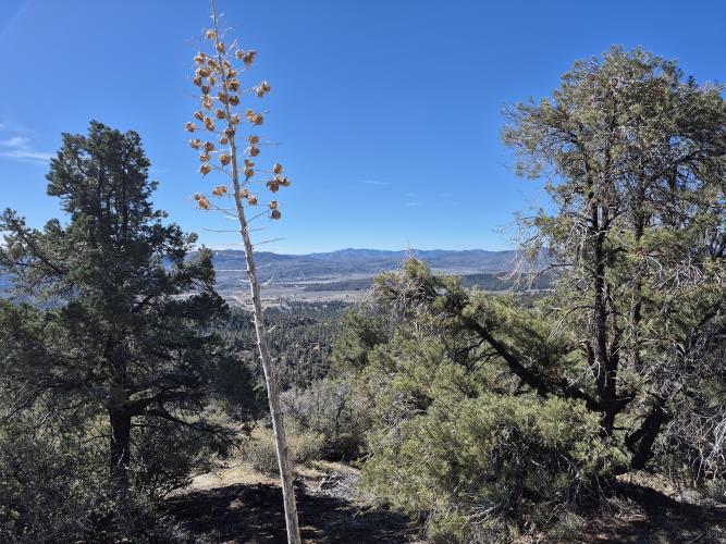 0 Maple Trail Frazier Park, CA 93225 - Photo 18 of 20