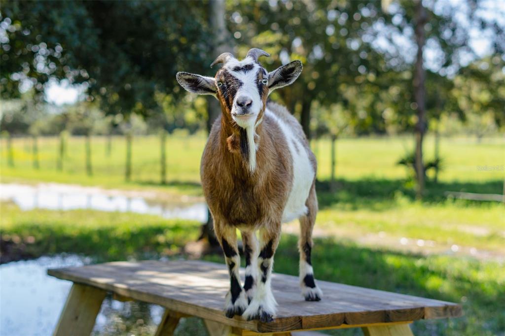 3230 Pheasant Trail Mims, FL 32754 - Photo 70 of 71