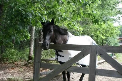 $95,000 | 377 Little Noyac Path, Water Mill, NY 11976