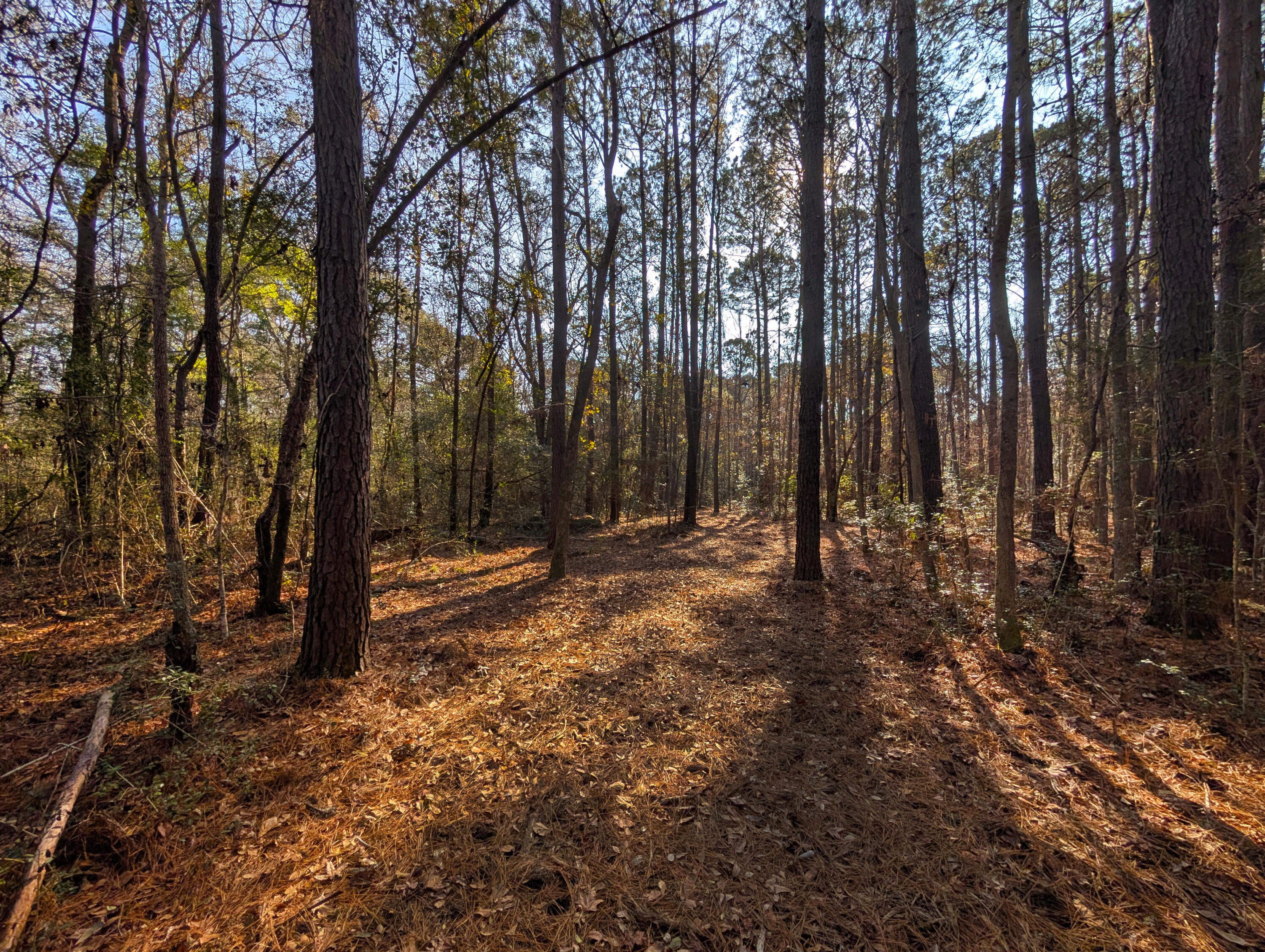 3733 North N Highway, Unit TRACT 2 McClellanville, SC 29458 - Photo 3 of 12 9-Drive