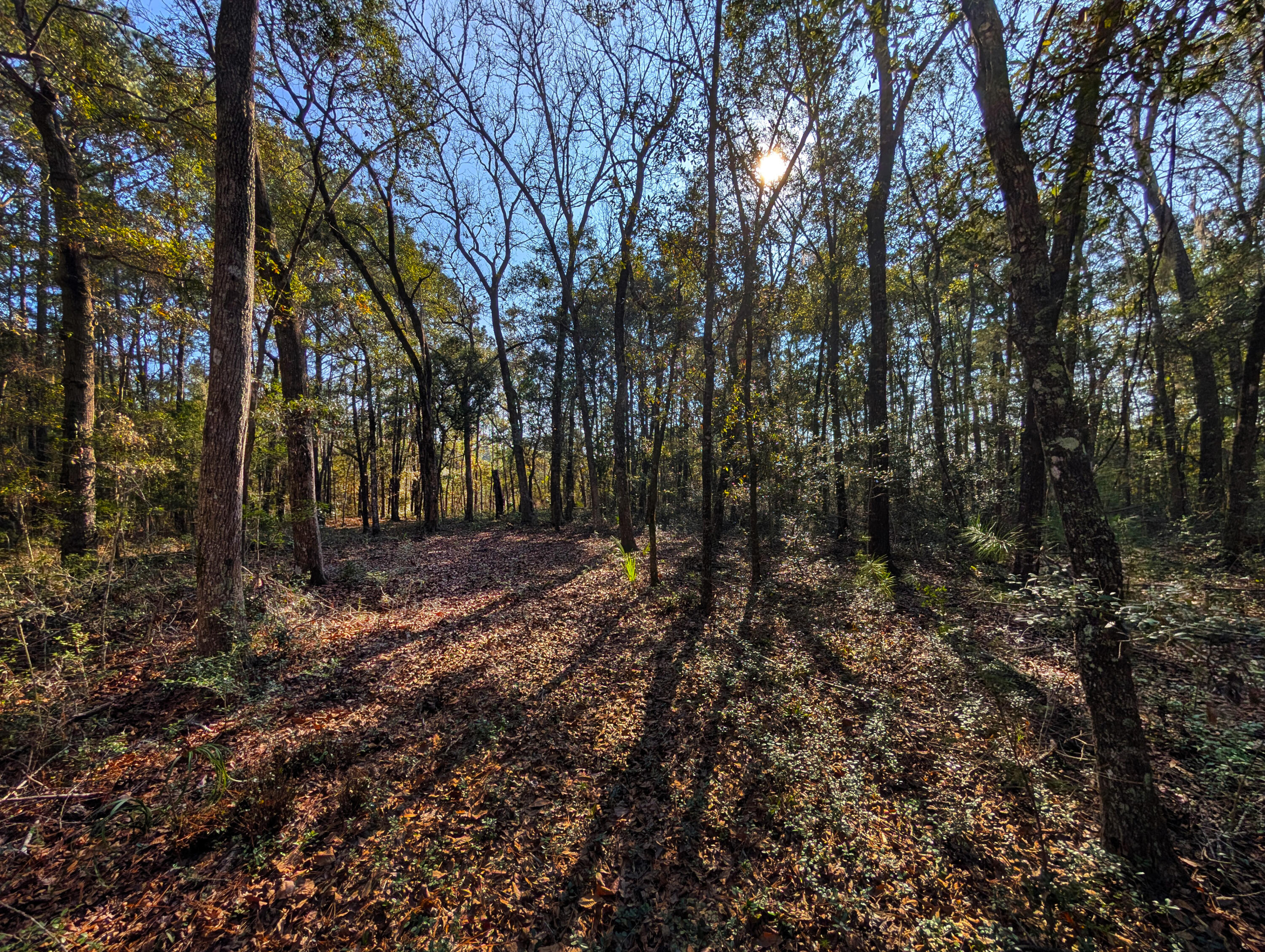3733 North N Highway, Unit TRACT 2 McClellanville, SC 29458 - Photo 4 of 12 10-Hickory Hill