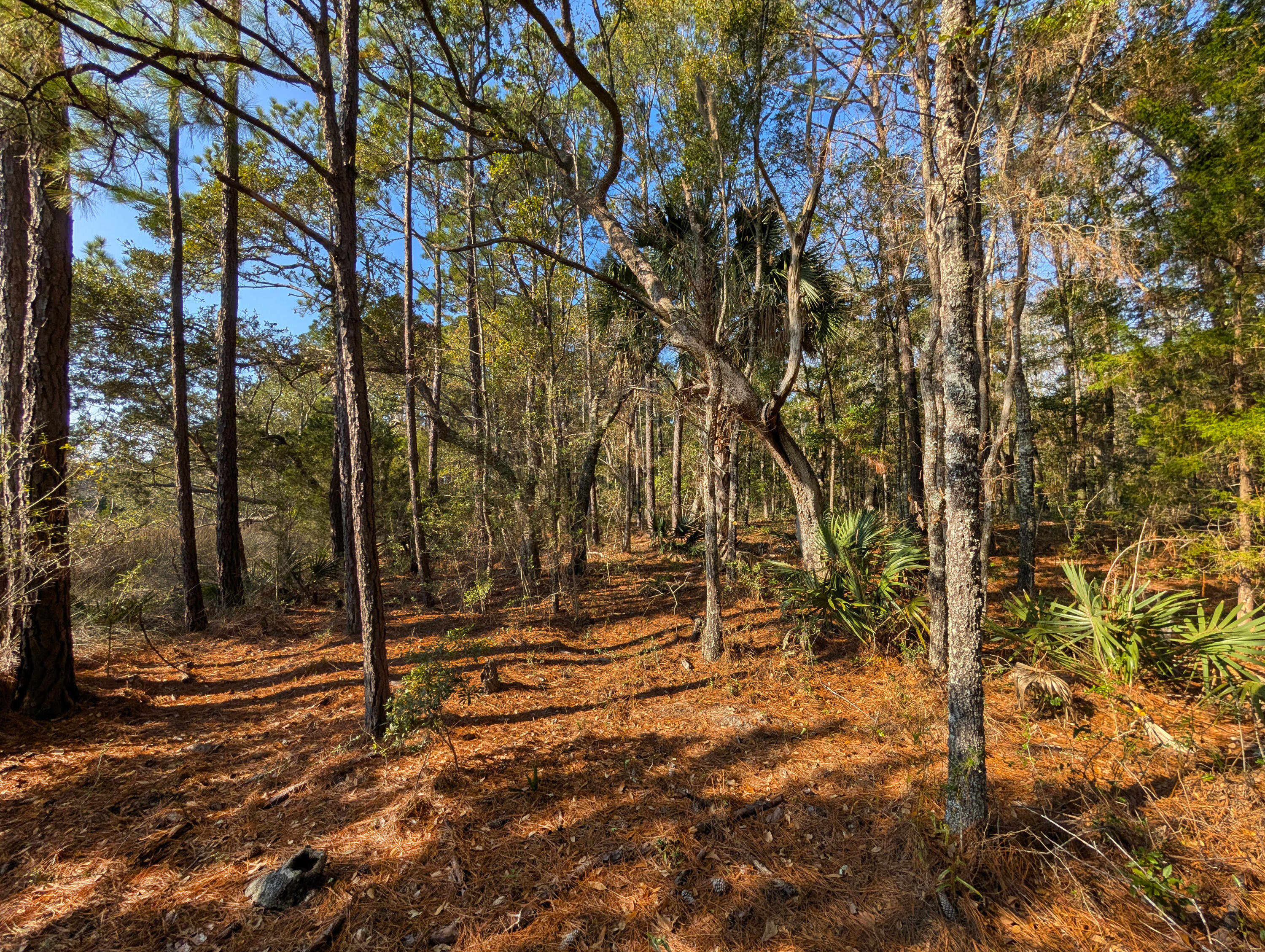 3733 North N Highway, Unit TRACT 2 McClellanville, SC 29458 - Photo 5 of 12 11-waterfront