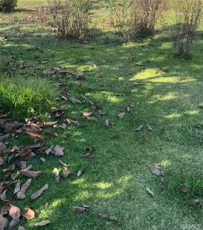a view of a lush green space