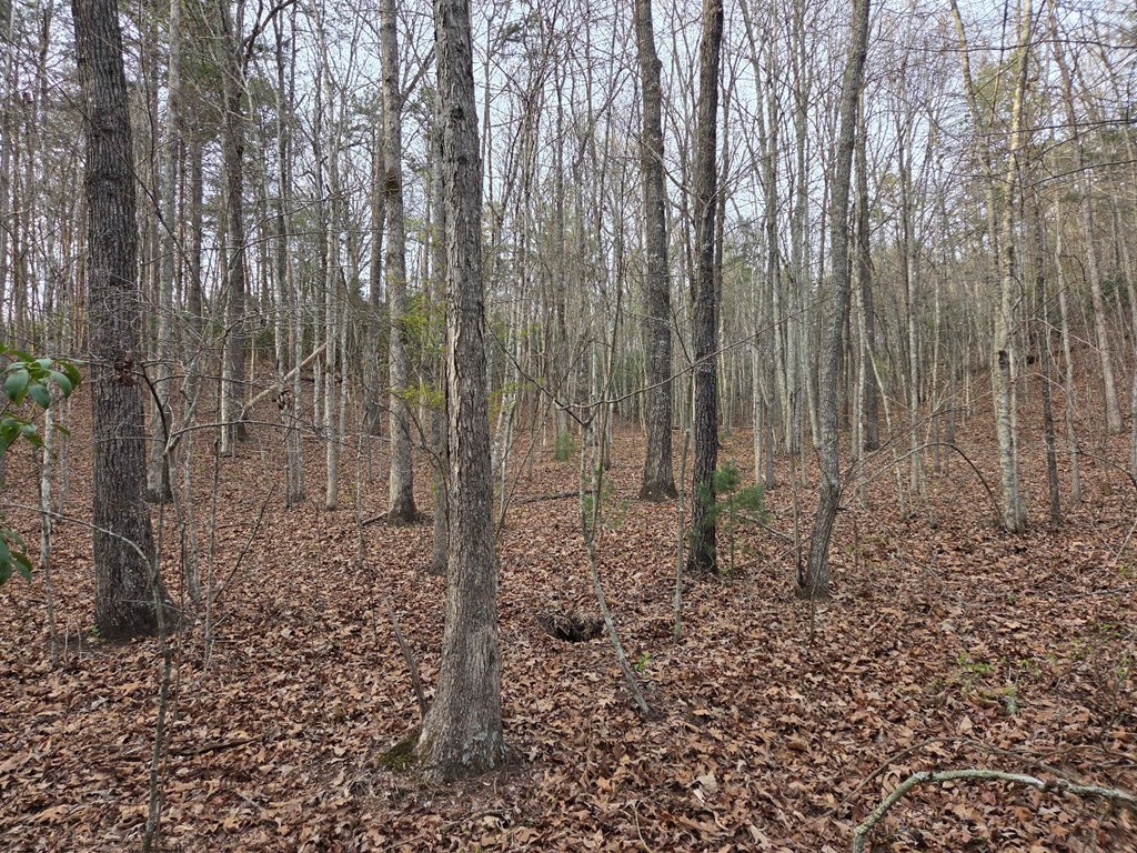 Lot 53 Calvender Road Turtletown, TN 37391 - Photo 4 of 14