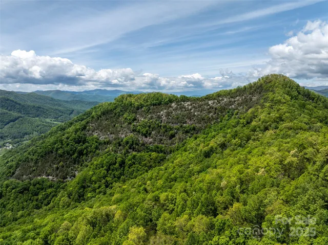 a view of a bunch of plants and trees