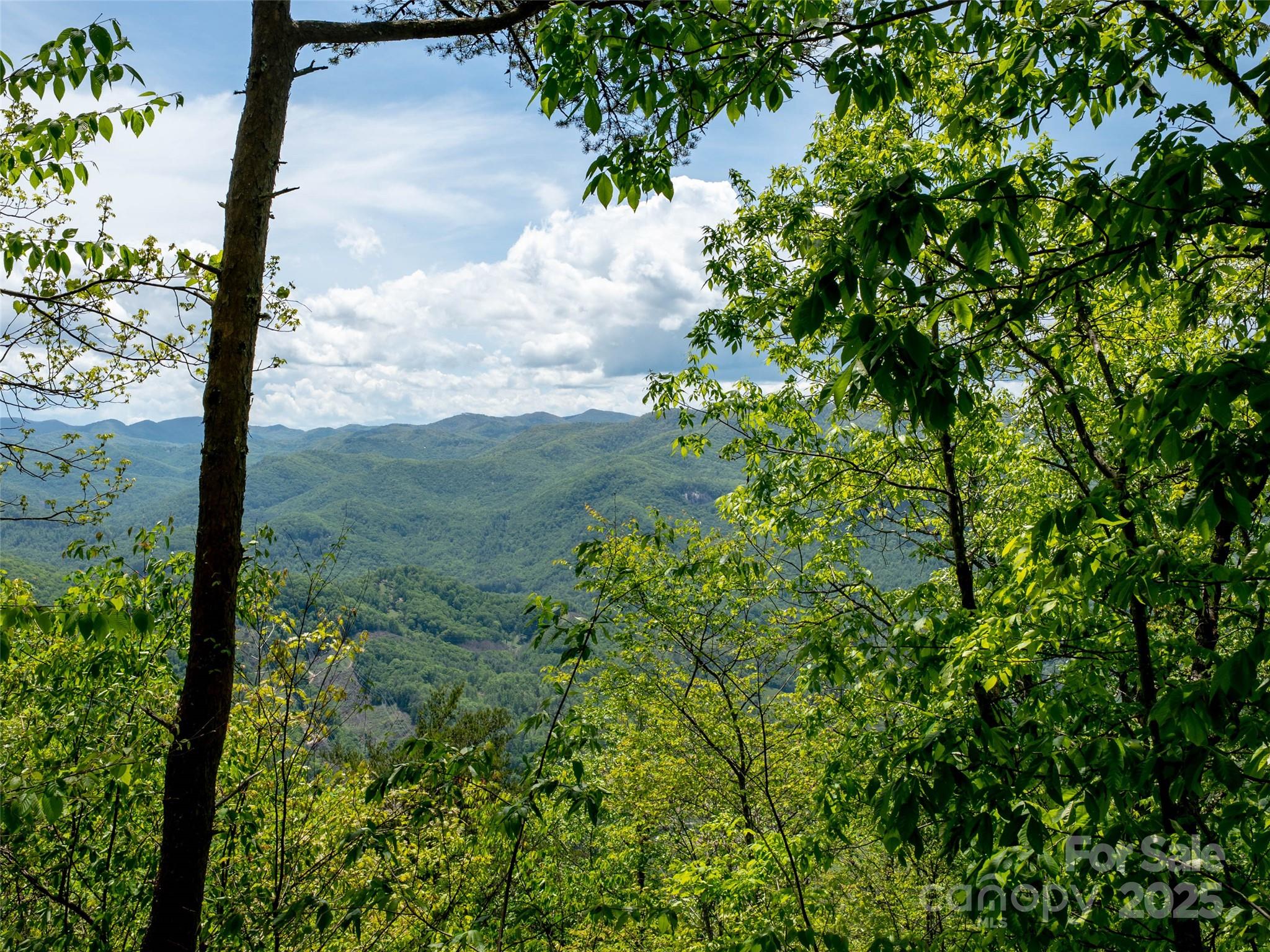 444 Woodring Cemetery Road Tuckasegee, NC 28783 - Photo 31 of 32 a view of a garden with plants